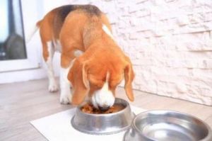 在家照顾狗狗时，狗狗突然几天不吃饭，主人应该如何应对？
