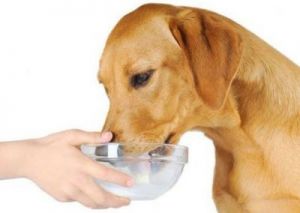 为什么狗喜欢喝牛奶，揭秘狗狗饮用牛奶的奥秘