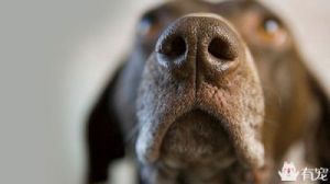 狗为什么喜欢嗅闻