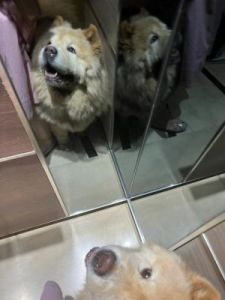 电梯里的狗狗，它们是如何与人类和谐共处的？