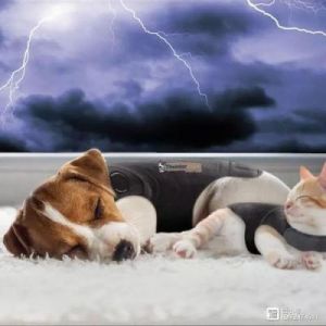 在雷雨天气下，如何帮助狗狗克服恐惧