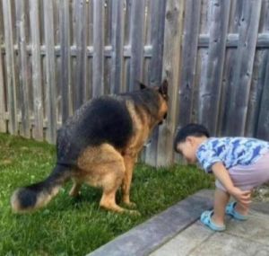 在户外活动时，狗狗为何喜欢拉屎？