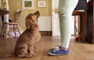 训练狗狗坐姿的技巧与方法