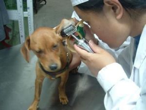 狗狗肌肉拉伤的诊断与治疗方法
