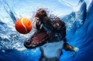 狗狗为何会掉入水中