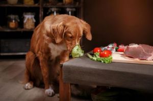 在家轻松培养狗狗养成吃蔬菜的好习惯