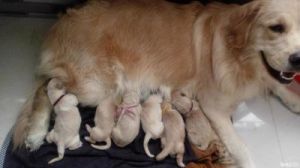 如何安全顺利地帮助母犬顺利分娩