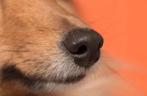 狗为什么喜欢鼻子趟水：揭秘其有趣的生物学现象