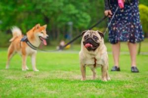 兰州宠物管理政策升级：全面整治违规养犬行为，保护市民安全与生活环境