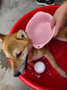 在炎炎夏日里，如何为爱犬提供一个舒适的环境呢？