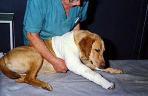 当狗狗的腿受伤时，作为主人应该如何紧急处理？