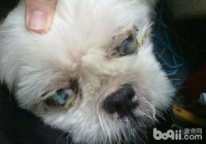狗狗眼睛眼屎多可能是由多种原因导致的，以下是一些和可能的解决方案：