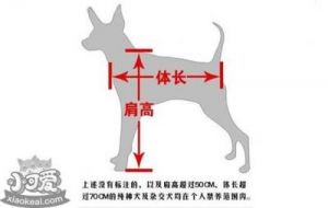 测量狗狗身长的方法及注意事项