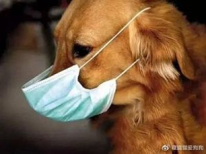狗狗呼吸道感染的症状及应对措施