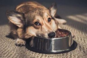 狗狗吃咸的食物可能会导致哪些问题