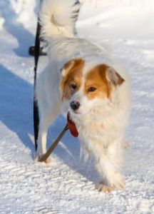 在冬季，如何判断狗狗是否感到寒冷？