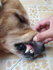狗狗的牙齿变黑了，可能是由于多种原因导致的下面是一些，帮助您解决这一问题：