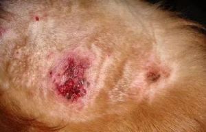 狗狗皮肤化脓的处理方法与预防措施