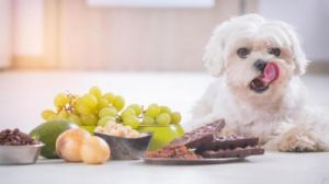 狗狗误食葡萄后如何紧急解毒与护理方法