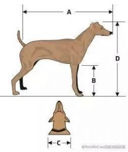 狗狗身高测量方法及注意事项
