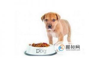 当您的狗狗吃了过多的食物导致呕吐时，您可以尝试以下方法来解决问题：