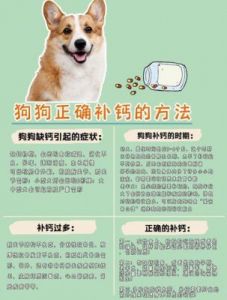 如何为您的爱犬提供均衡的营养补充