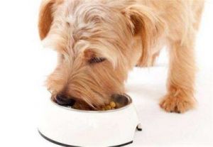 狗狗吃肉不吃狗粮怎么办？如何让爱犬吃得健康又满足？