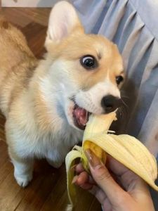 狗狗不吃水果的解决方法