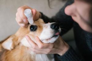 狗狗眼睛白内障的预防和治疗方法