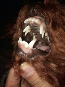 狗狗牙齿黄怎么办？如何有效去除狗狗牙齿黄斑？