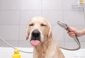 狗狗不愿意洗澡的解决方法