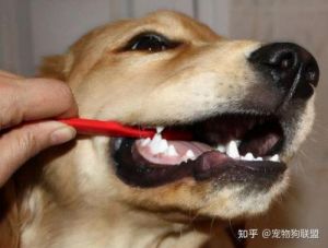 狗狗有蛀牙怎么办-预防治疗与日常护理指南