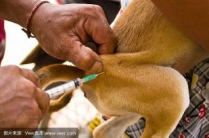 如何在家庭环境中为狗狗安全地接种疫苗
