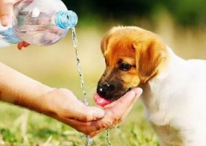 狗狗不怎么喝水怎么办？这些方法可以帮助提高狗狗的饮水量