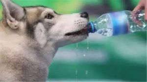 狗狗长时间大量饮水的原因及解决方法