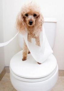 狗狗误食纸巾的处理方法及紧急措施