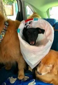 狗狗在乘车过程中出现呕吐症状的应对措施