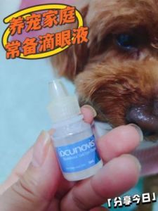 狗狗干眼症的治疗方法与预防措施