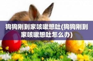 狗狗乱吃东西导致呕吐的解决方法