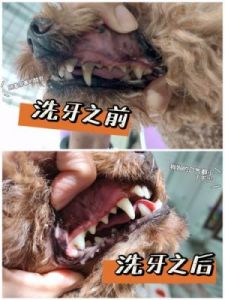 狗狗的牙齿如何彻底清洁