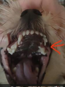 狗狗长了双排牙，主人该如何应对？