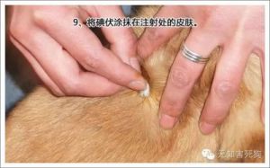 为狗狗接种疫苗的正确步骤和方法