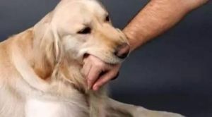 训练狗狗不咬人的方法