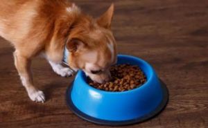 狗狗换狗粮后出现拉肚子的现象，主人该如何应对？