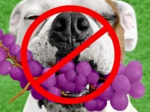 当狗狗误食了牛油果时，我们应该怎么做？
