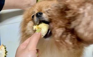 狗狗吃榴莲会对它们的健康造成哪些影响