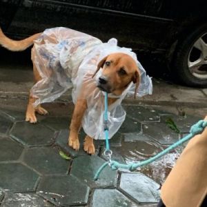 狗狗在雨中淋湿后的状况及护理方法