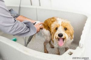 改善版：如何让狗狗愉快地接受洗澡？