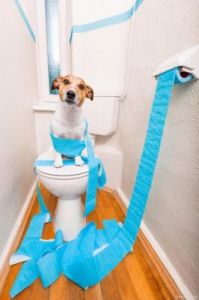 改善狗狗乱尿问题的有效方法