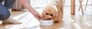 改善狗狗饮食习惯的妙招：如何让狗狗更好地吃狗粮